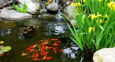 Pond fish food outlet for sale